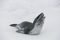 Leopard Seal (Hydrurga leptonyx) hauled out on ice, Weddell Sea, Antarctica