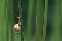 Brown Garden Snail (Helix aspersa) climbing plant stem, Germany