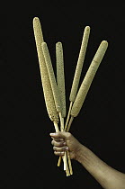 Pearl Millet (Pennisetum sp) annual grass grown as grain and animal fodder, Sahel Desert, Mali, west Africa
