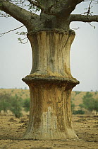 Baobab (Adansonia digitata) tree, with peeled bark used for making rope, Sahel Desert, Mali, west Africa