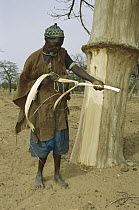 Baobab (Adansonia digitata) tree, Dogon man peeling bark for making rope, Sahel Desert, Mali, West Africa