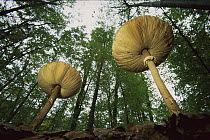 Mushrooms growing on floor of deciduous forest showing gills, Germany