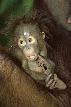 Orangutan (Pongo pygmaeus) portrait of baby held by mother, Tanjung Puting National Park, Kalimantan, Borneo