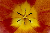 Tulip detail showing pistil and stamens, cultivated worldwide