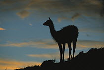Guanaco (Lama guanicoe) silhouette of juvenile at sunset, Patagonia, Chile