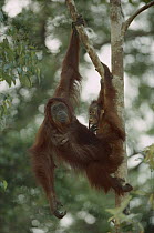 Orangutan (Pongo pygmaeus) female and baby in tree, Tanjung Puting National Park, Kalimantan, Borneo