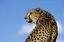 Cheetah (Acinonyx jubatus) portrait, Namibia