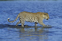 Leopard (Panthera pardus) wading through shallow water, Namibia