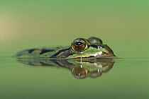 Edible Frog (Rana esculenta) reflecting in water, Germany