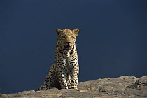 Leopard (Panthera pardus) resting on rocks, Namibia