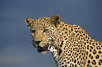 Leopard (Panthera pardus) portrait, Namibia