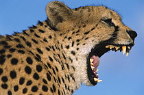 Cheetah (Acinonyx jubatus) yawning, Namibia