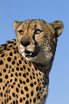 Cheetah (Acinonyx jubatus) portrait, Namibia