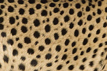 Cheetah (Acinonyx jubatus) close-up of coat showing spots, Namibia