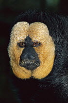 White-faced Saki (Pithecia pithecia) portrait, South America