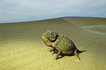 Namaqua Chameleon (Chamaeleo namaquensis) on sand dune, Namibia