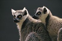 Ring-tailed Lemur (Lemur catta) pair, Madagascar