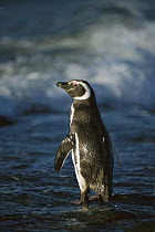 Magellanic Penguin (Spheniscus magellanicus) standing at shoreline, Patagonia, Chile