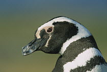 Magellanic Penguin (Spheniscus magellanicus) close-up portrait, Patagonia, Chile