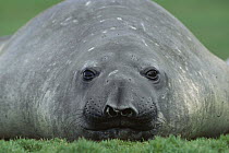 Southern Elephant Seal (Mirounga leonina) female laying in grass, South Georgia Island