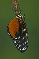 Zebra Butterfly (Heliconius charitonius) emerging from chrysalis, Costa Rica