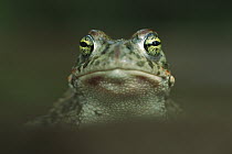 Natterjack Toad (Epidalea calamita) close-up of face, Germany