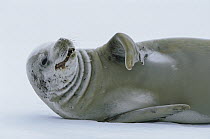 Crabeater Seal (Lobodon carcinophagus) reclining on ice, Weddell Sea, Antarctica