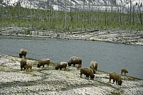 American Bison (Bison bison) herd at Madison River, Yellowstone National Park, Wyoming