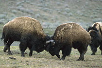 American Bison (Bison bison) bulls fighting, Yellowstone National Park, Wyoming