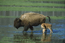 American Bison (Bison bison) mother and calf crossing river, Yellowstone National Park, Wyoming