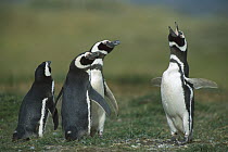 Magellanic Penguin (Spheniscus magellanicus) male calling in front of neighbors, Seno Otway, Patagonia, Chile