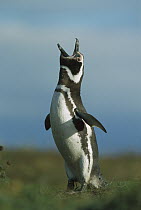 Magellanic Penguin (Spheniscus magellanicus) male calling, Seno Otway, Patagonia, Chile