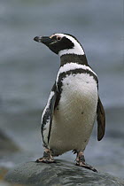 Magellanic Penguin (Spheniscus magellanicus) portrait, Seno Otway, Patagonia, Chile