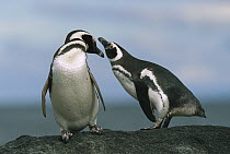 Magellanic Penguin (Spheniscus magellanicus) couple, Seno Otway, Patagonia, Chile
