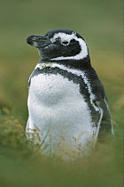 Magellanic Penguin (Spheniscus magellanicus) juvenile, Seno Otway, Patagonia, Chile