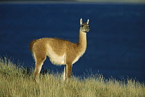 Guanaco (Lama guanicoe) male, Torres del Paine National Park, Patagonia, Chile