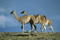 Guanaco (Lama guanicoe) females and juvenile, Torres del Paine National Park, Patagonia, Chile