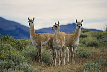 Guanaco (Lama guanicoe) portrait of three juveniles, Torres del Paine National Park, Patagonia, Chile