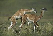 Guanaco (Lama guanicoe) juveniles play fighting, Torres del Paine National Park, Patagonia, Chile