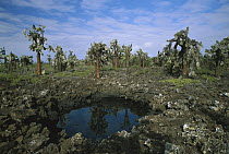 Opuntia (Opuntia echios) cactus and water pool, Santa Cruz Island, Galapagos Islands, Ecuador