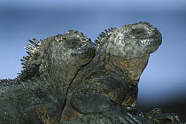 Marine Iguana (Amblyrhynchus cristatus) pair, Santa Cruz Island, Galapagos Islands, Ecuador