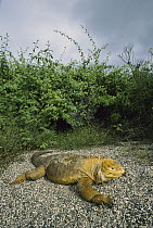Galapagos Land Iguana (Conolophus subcristatus) sunning individual, Isabella Island, Galapagos Islands, Ecuador