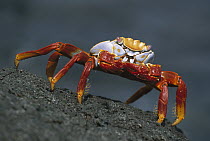 Sally Lightfoot Crab (Grapsus grapsus) on rocks, Santiago Island, Galapagos Islands, Ecuador