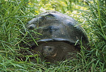 Galapagos Giant Tortoise (Chelonoidis nigra) in grass, Santa Cruz Island, Galapagos Islands, Ecuador