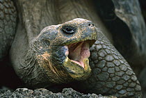 Galapagos Giant Tortoise (Chelonoidis nigra) yawning, Santa Cruz Island, Galapagos Islands, Ecuador