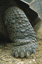 Galapagos Giant Tortoise (Chelonoidis nigra) close up of foot, Santa Cruz Island, Galapagos Islands, Ecuador