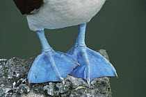 Blue-footed Booby (Sula nebouxii) feet, Seymour Island, Galapagos Islands, Ecuador