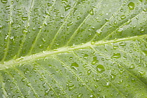 Leaf with raindrops showing rib and venation, Ruhengeri, Rwanda