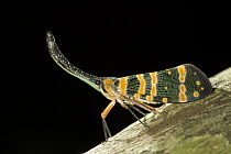 Lantern Bug (Fulgora laternaria) profile, Selangor, Malaysia