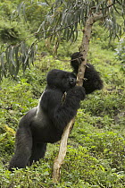 Mountain Gorilla (Gorilla gorilla beringei) silverback stripping bark from a Eucalyptus tree to reach the sap, Rwanda